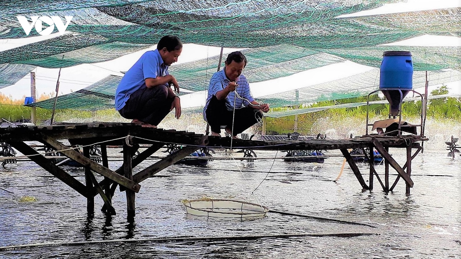 Cải tiến các mô hình, tổ chức lại sản xuất để nuôi tôm hiệu quả